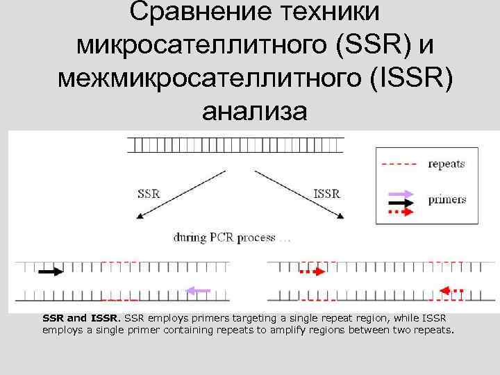 Сравнение техники микросателлитного (SSR) и межмикросателлитного (ISSR) анализа SSR and ISSR. SSR employs primers