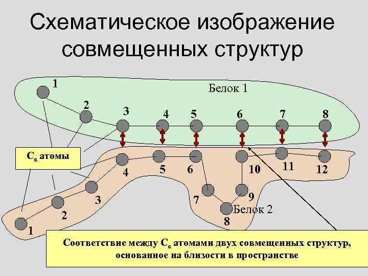 Схематическое изображение совмещенных структур 1 Белок 1 2 3 4 5 6 Сα атомы