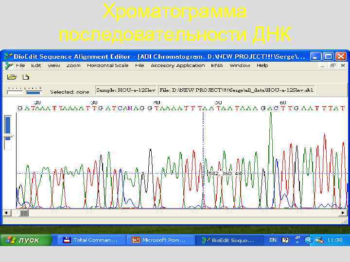 Хроматограмма последовательности ДНК 