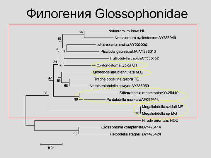 Филогения Glossophonidae 