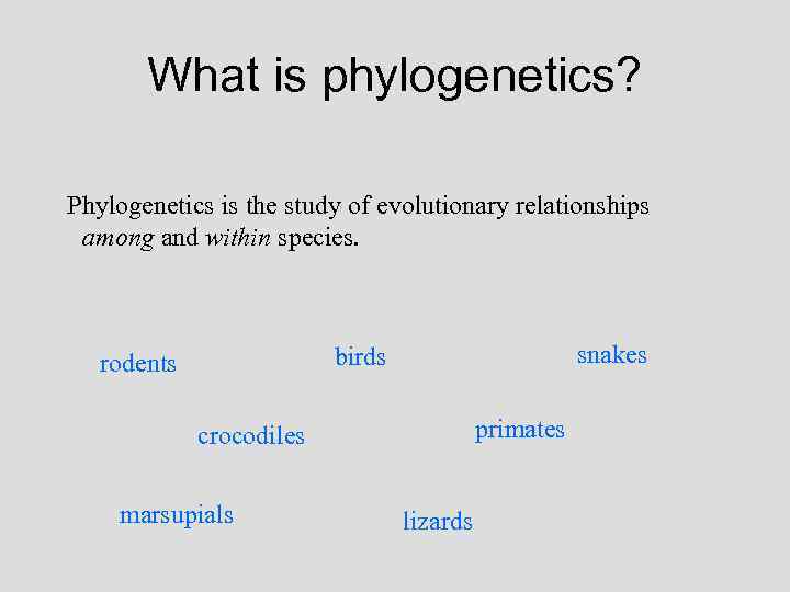 What is phylogenetics? Phylogenetics is the study of evolutionary relationships among and within species.