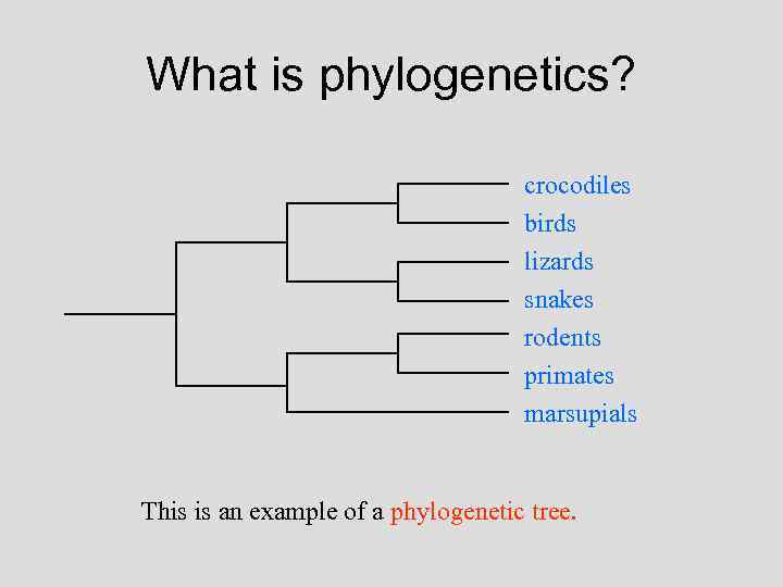 What is phylogenetics? crocodiles birds lizards snakes rodents primates marsupials This is an example