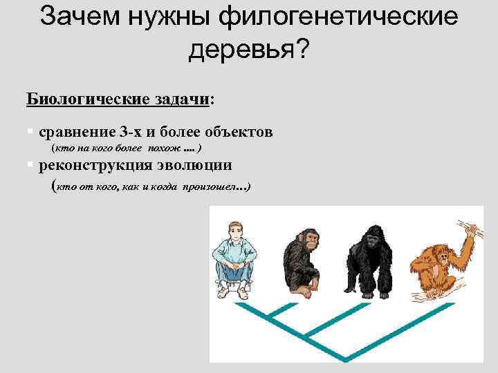 Зачем нужны филогенетические деревья? Биологические задачи: § сравнение 3 -х и более объектов (кто