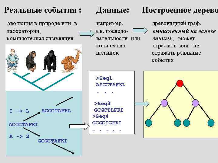 Генетические доказательства