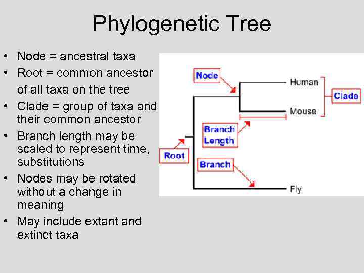 Phylogenetic Tree • Node = ancestral taxa • Root = common ancestor of all