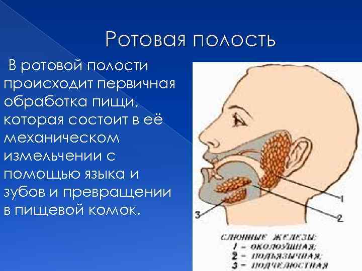 Ротовая полость В ротовой полости происходит первичная обработка пищи, которая состоит в её механическом