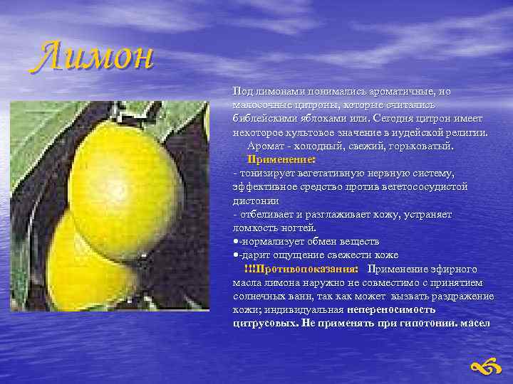 Лимон Под лимонами понимались ароматичные, но малосочные цитроны, которые считались библейскими яблоками или. Сегодня