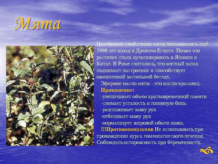 Мята Целебными свойствами мяты пользовались ещё 3000 лет назад в Древнем Египте. Позже это