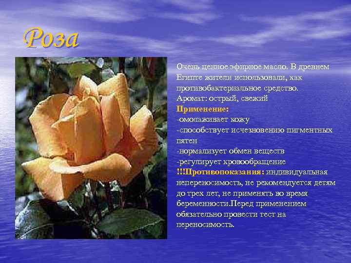 Роза Очень ценное эфирное масло. В древнем Египте жители использовали, как противобактериальное средство. Аромат:
