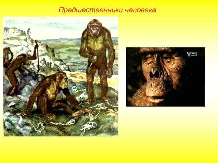 Предшественники человека 