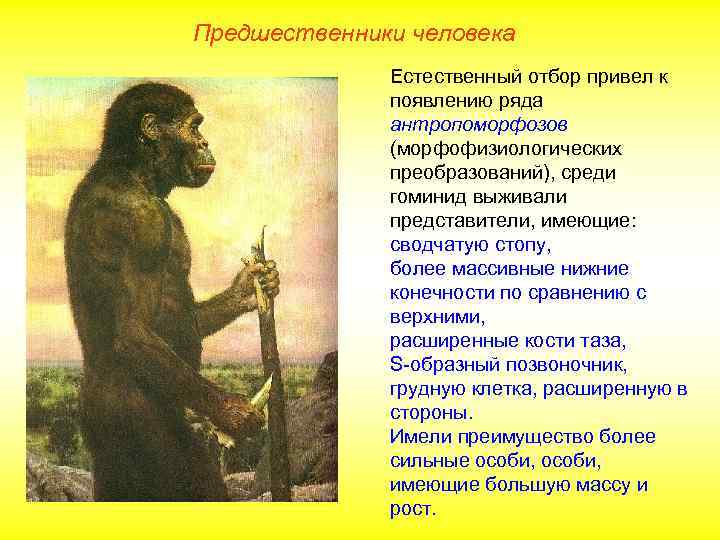 Предшественники человека Естественный отбор привел к появлению ряда антропоморфозов (морфофизиологических преобразований), среди гоминид выживали
