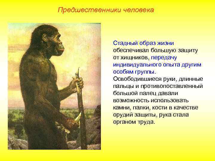 Предшественники человека Стадный образ жизни обеспечивал большую защиту от хищников, передачу индивидуального опыта другим