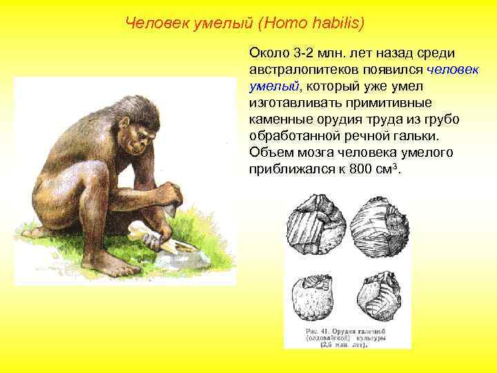 Человек умелый (Homo habilis) Около 3 -2 млн. лет назад среди австралопитеков появился человек