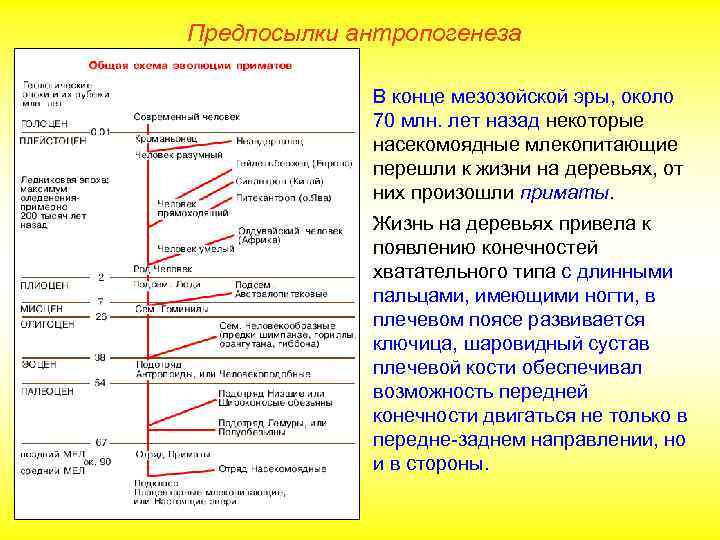 Предпосылки антропогенеза В конце мезозойской эры, около 70 млн. лет назад некоторые насекомоядные млекопитающие