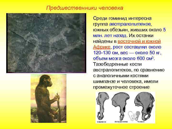 Предшественники человека Среди гоминид интересна группа австралопитеков, южных обезьян, живших около 5 млн. лет