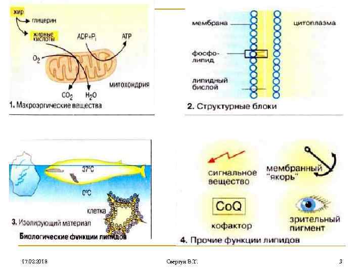 17. 02. 2018 Свергун В. Т. 3 