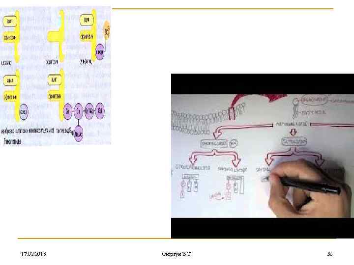 17. 02. 2018 Свергун В. Т. 36 