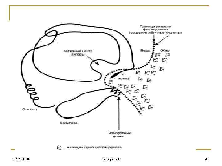 17. 02. 2018 Свергун В. Т. 49 
