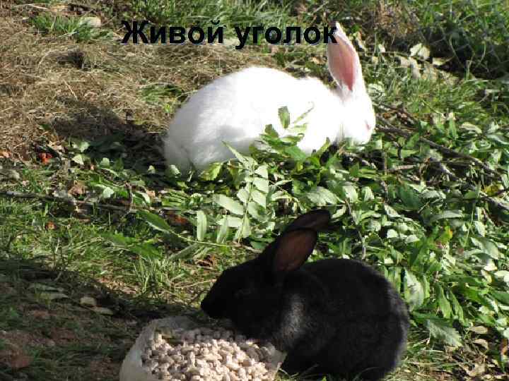 Живой уголок 