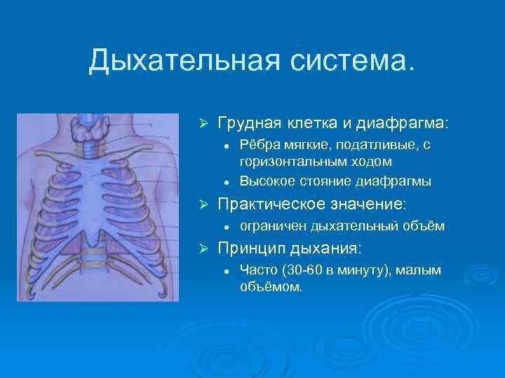 Дыхательная система. Ø Грудная клетка и диафрагма: l l Ø Практическое значение: l Ø