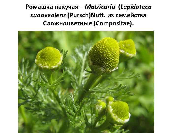 Ромашка пахучая – Matricaria (Lepidoteca suaoveolens (Pursch)Nutt. из семейства Сложноцветные (Compositae). 