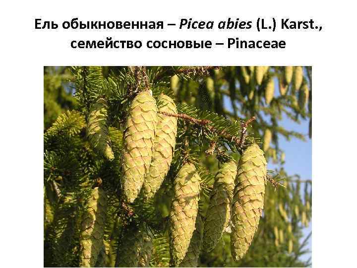 Ель обыкновенная – Picea abies (L. ) Karst. , cемейство cосновые – Pinaceae 