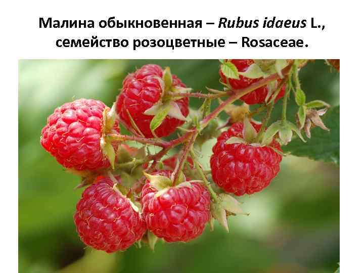 Малина обыкновенная – Rubus idaeus L. , семейство розоцветные – Rosaceae. 