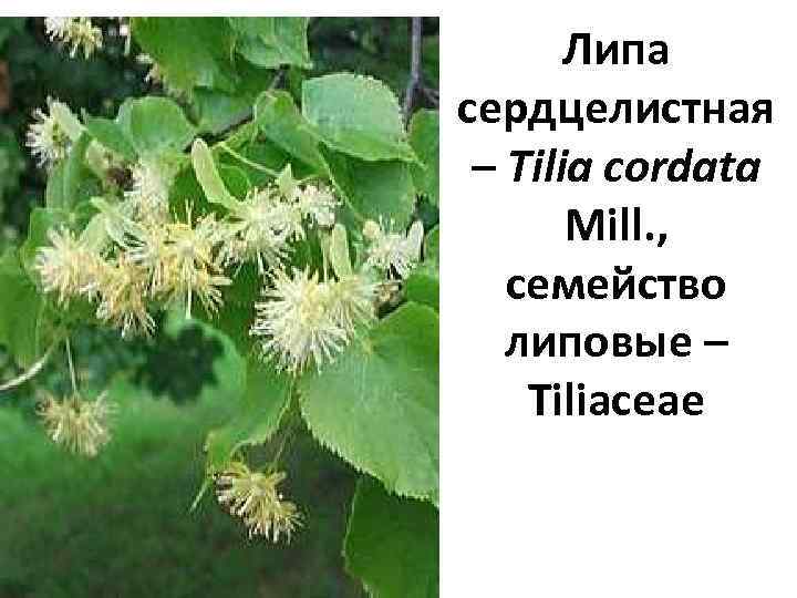 Липа сердцелистная – Tilia cordata Mill. , семейство липовые – Tiliaceae 