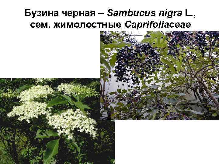 Бузина черная – Sambucus nigra L. , сем. жимолостные Caprifoliaceae 