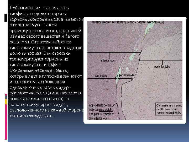 Нейрогипофиз - задняя доля гиофиза, выделяет в кровь гормоны, которые вырабатываются в гипоталамусе –