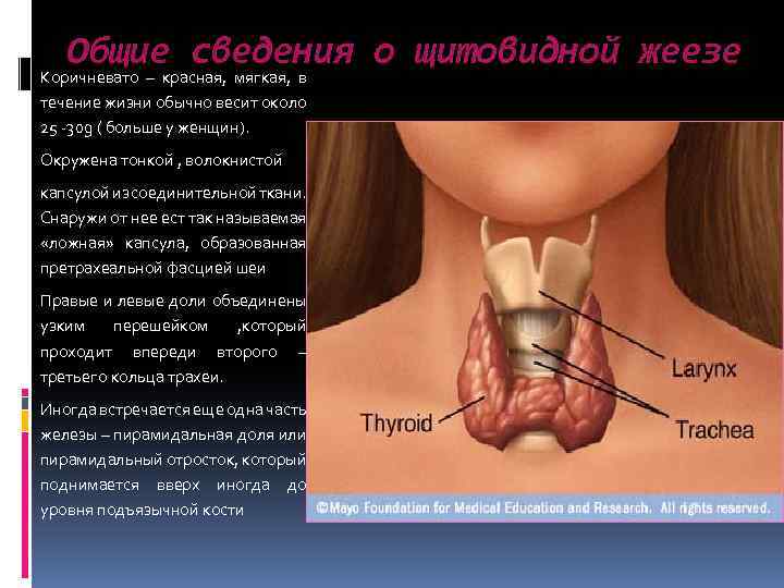 Общие сведения о щитовидной жеезе Коричневато – красная, мягкая, в течение жизни обычно весит