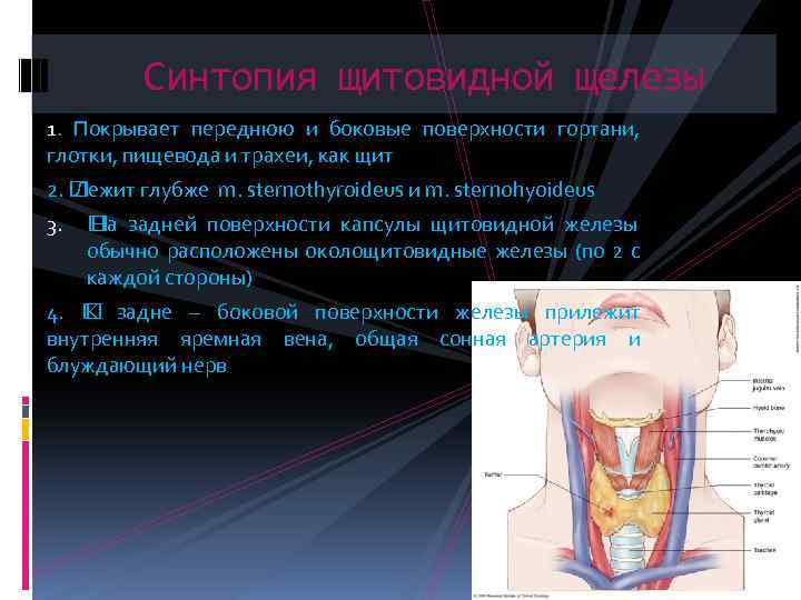 Синтопия щитовидной щелезы 1. Покрывает переднюю и боковые поверхности гортани, глотки, пищевода и трахеи,