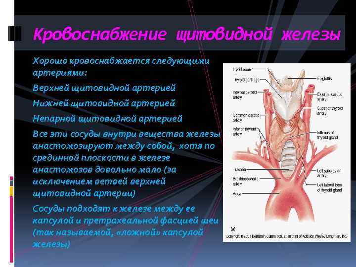 Кровоснабжение щитовидной железы