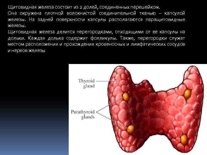 Железы состоят из. Щитовидная железа состоит из 2 долей Соединенных перешейком. Паренхима железы щитовидной железы. Паренхима щитовидной железы состоит из. Ткань щитовидной железы состоит из.