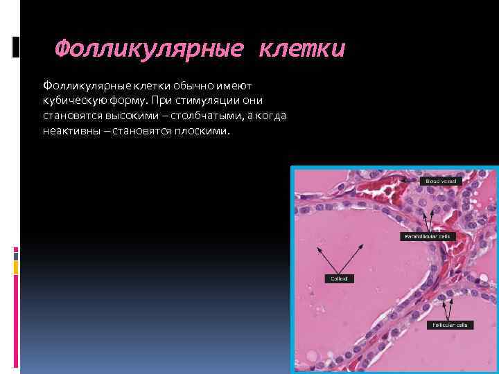 Фолликулярные клетки обычно имеют кубическую форму. При стимуляции они становятся высокими – столбчатыми, а