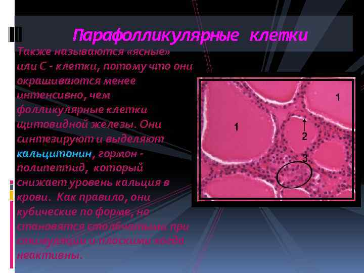 Парафолликулярные клетки Также называются «ясные» или С - клетки, потому что они окрашиваются менее
