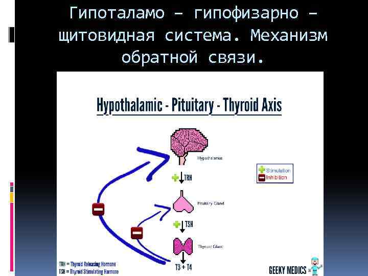 Гипоталамо – гипофизарно – щитовидная система. Механизм обратной связи. 