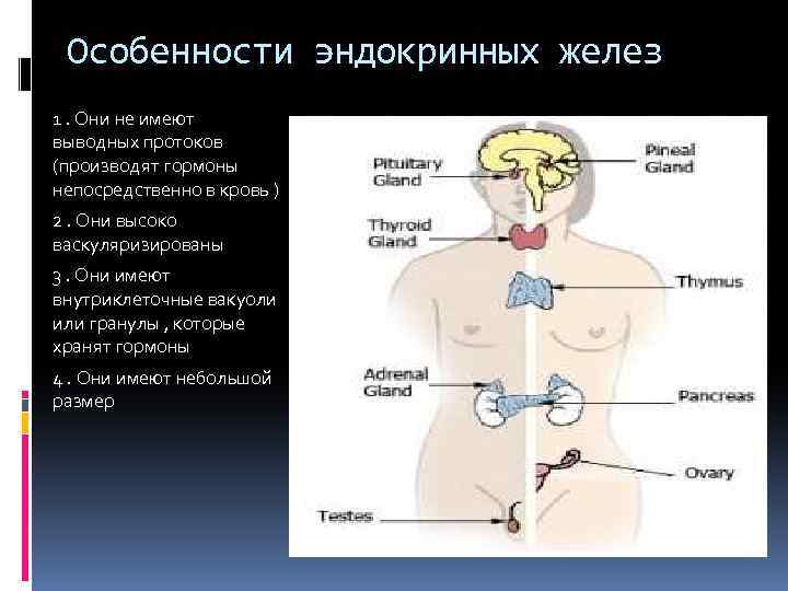 Особенности эндокринных желез 1. Они не имеют выводных протоков (производят гормоны непосредственно в кровь