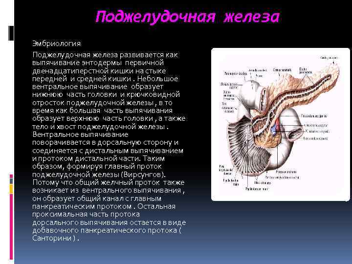 Поджелудочная железа Эмбриология Поджелудочная железа развивается как выпячивание энтодермы первичной двенадцатиперстной кишки на стыке