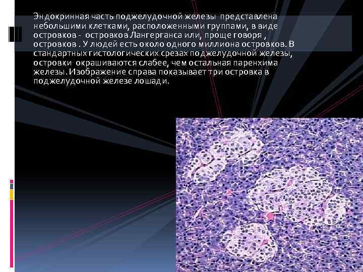 Эндокринная часть поджелудочной железы представлена небольшими клетками, расположенными группами, в виде островков - островков