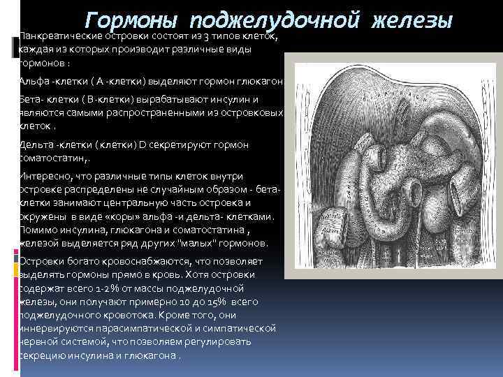 Гормоны поджелудочной железы Панкреатические островки состоят из 3 типов клеток, каждая из которых производит