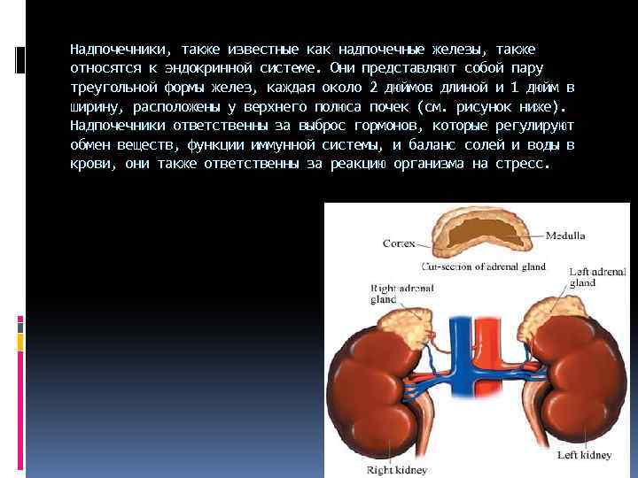 Надпочечники, также известные как надпочечные железы, также относятся к эндокринной системе. Они представляют собой