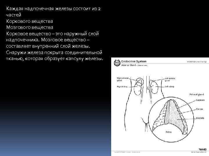 Каждая надпочечная железы состоит из 2 частей Коркового вещества Мозгового вещества Корковое вещество –