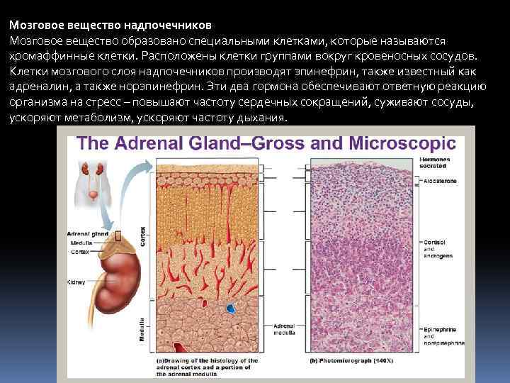 Мозговое вещество. Хромаффинные клетки мозгового вещества надпочечников иннервируются. Клетки мозгового вещества надпочечников. Мозговоемвещество надпочечников. Мозговой слой надпочечников.