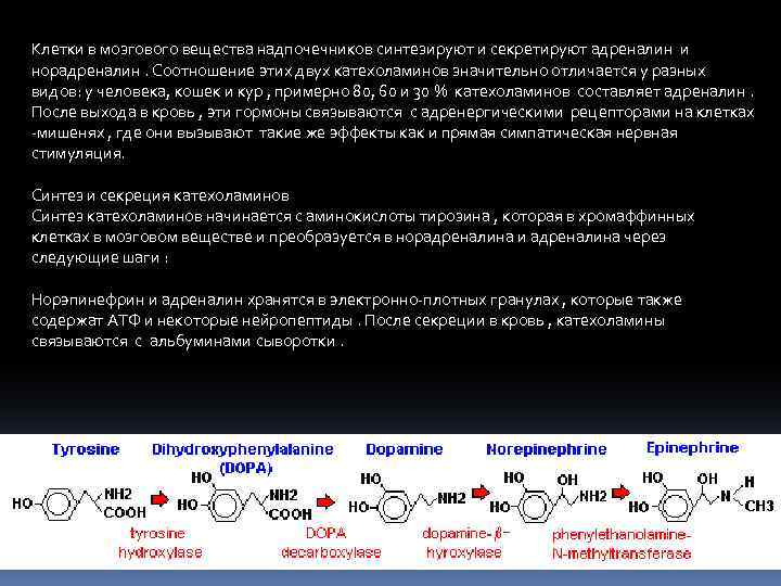 Норадреналин и адреналин отличия. Клетки мозгового вещества надпочечников синтезируют. Норадреналин секретируется. Адреналин и норадреналин отличие. Норадреналин клетки мишени.