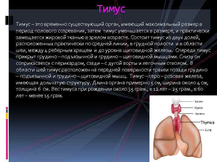 Тимус – это временно существующий орган, имеющий максимальный размер в период полового созревания, затем