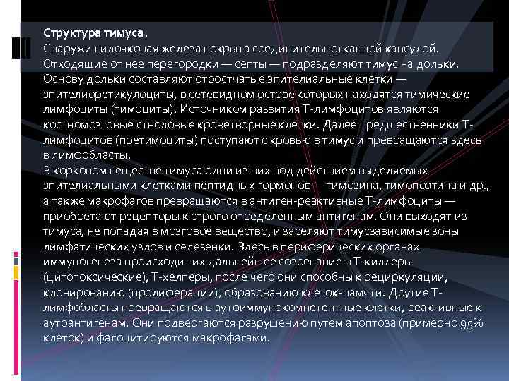 Структура тимуса. Снаружи вилочковая железа покрыта соединительнотканной капсулой. Отходящие от нее перегородки — септы