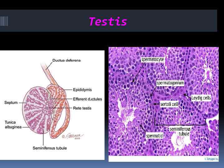 Testis 