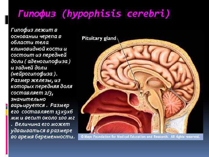 Гипофиз норма. Гипофиз кости. Гипофиз в клиновидной кости. Размеры гипофиза. Гипофиз на черепе анатомия.