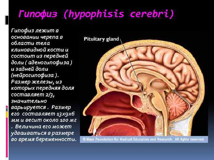 Размер гипофиза. Гипофиз кости. Гипофиз в клиновидной кости. Размеры гипофиза. Гипофиз на черепе анатомия.